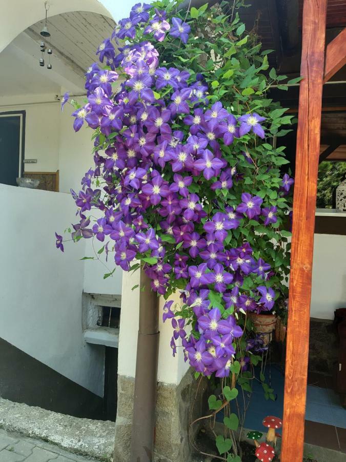 Legenda Anotimpurilor Villa Alma Exterior photo